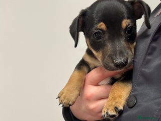 Jack Russell dogs *last one* Miniature Jack Russell’s - Advert 3