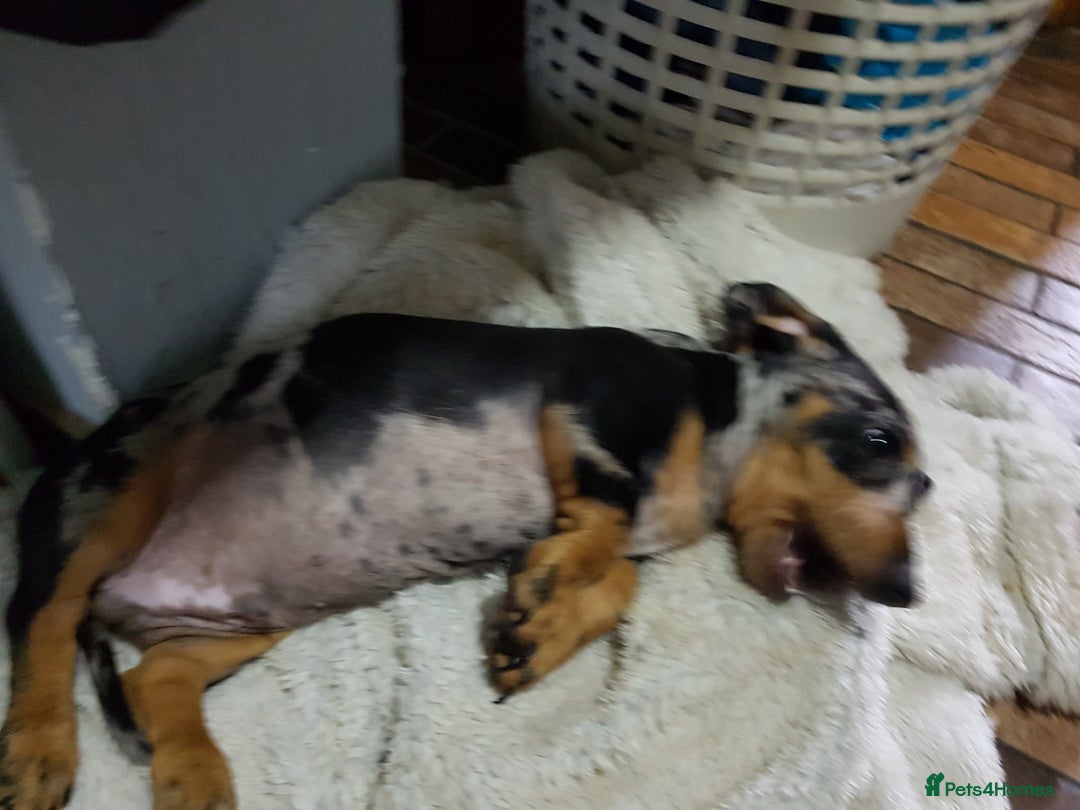 Dachshund dogs for sale: Beautiful dapple boy for sale - Image 9