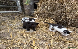 British Shorthair cats for sale: Farm kittens looking for a forever home - Image 5
