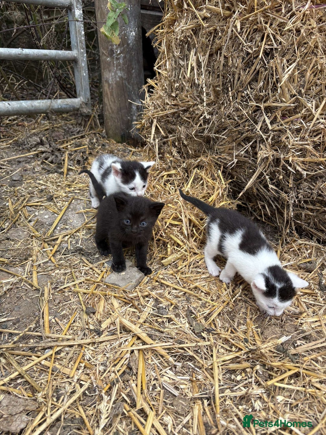 British Shorthair cats for sale: Farm kittens looking for a forever home - Image 5