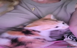 Mixed Breed cats for sale: Kittens ready for homes - Image 3