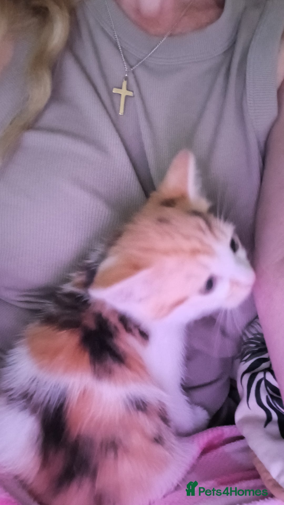 Mixed Breed cats for sale: Kittens ready for homes - Image 3