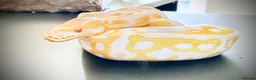 Python Snake reptiles for sale: 1.0 Leo Candy 66% het Pied  - Advert 8