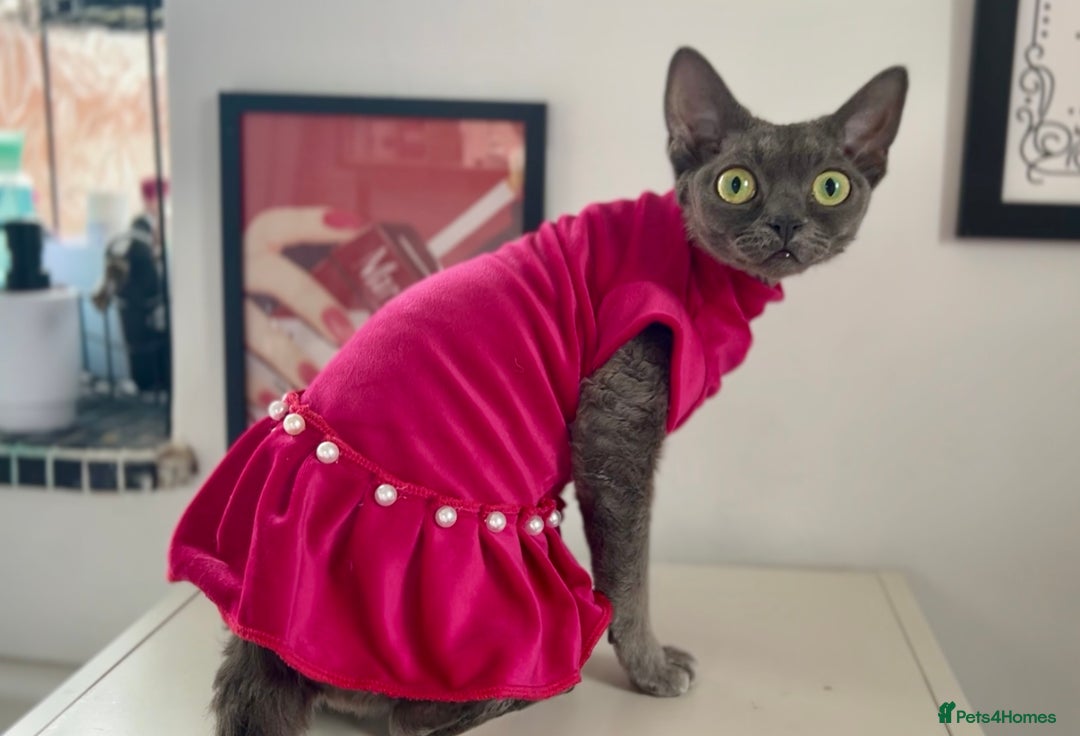 Devon Rex cats for sale: Female devon rex needs new home - Advert 11