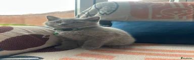 British Shorthair Kitten 1