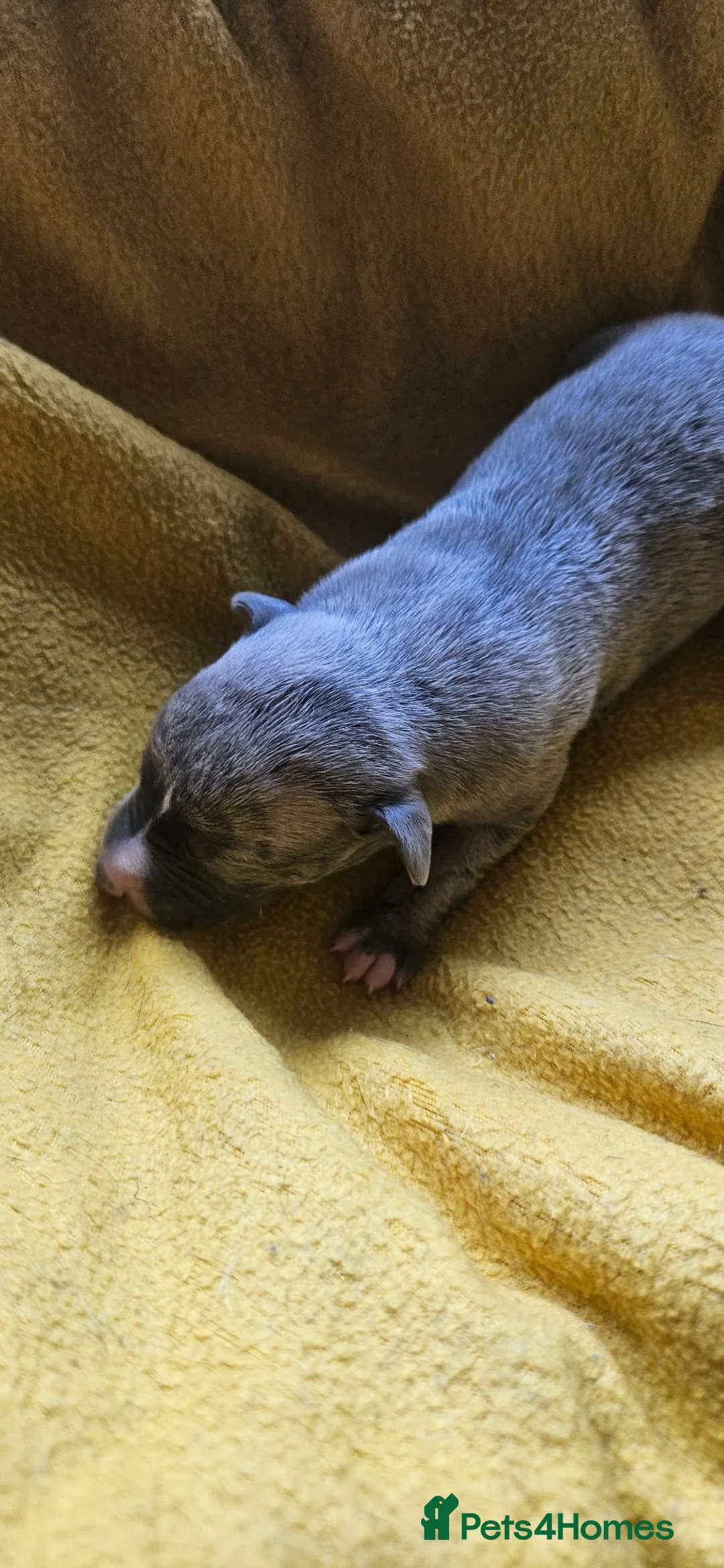 Whippet dogs for sale: KC HEALTH AND HEART TESTED WHIPPETS - Advert 2