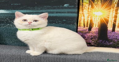 British Shorthair cats - Advert 7