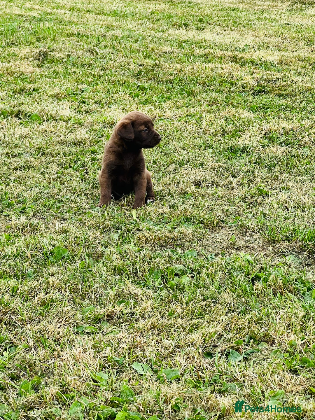 Labrador Retriever dogs for sale: Pedigree Labrador Puppies  - Image 6
