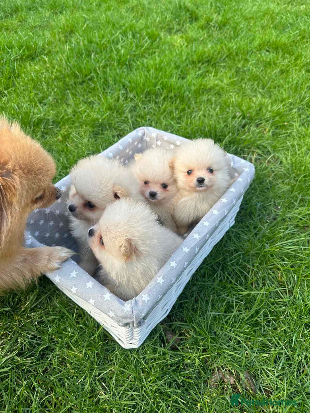 Pomeranian dogs for sale: Adorable Pomeranian Puppies for Sale!  - Image 21