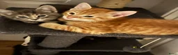 American Shorthair cats for sale: Ginger & tabby male for sale please read descripti - Advert 14