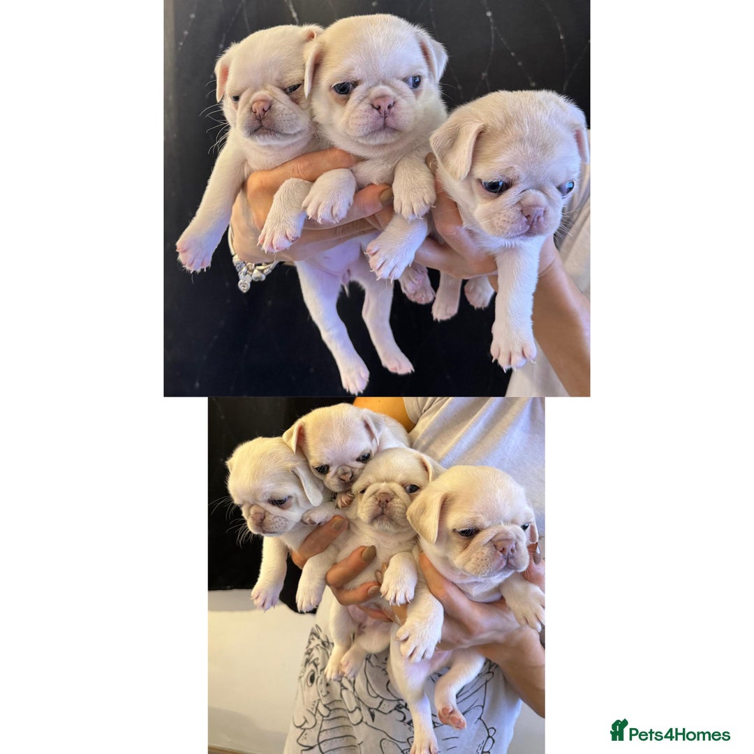 Pug dogs for sale: beautiful rare colour pug puppies - Advert 1