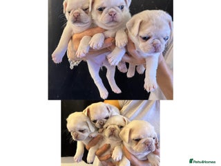 Pug dogs beautiful rare colour pug puppies - Advert 3