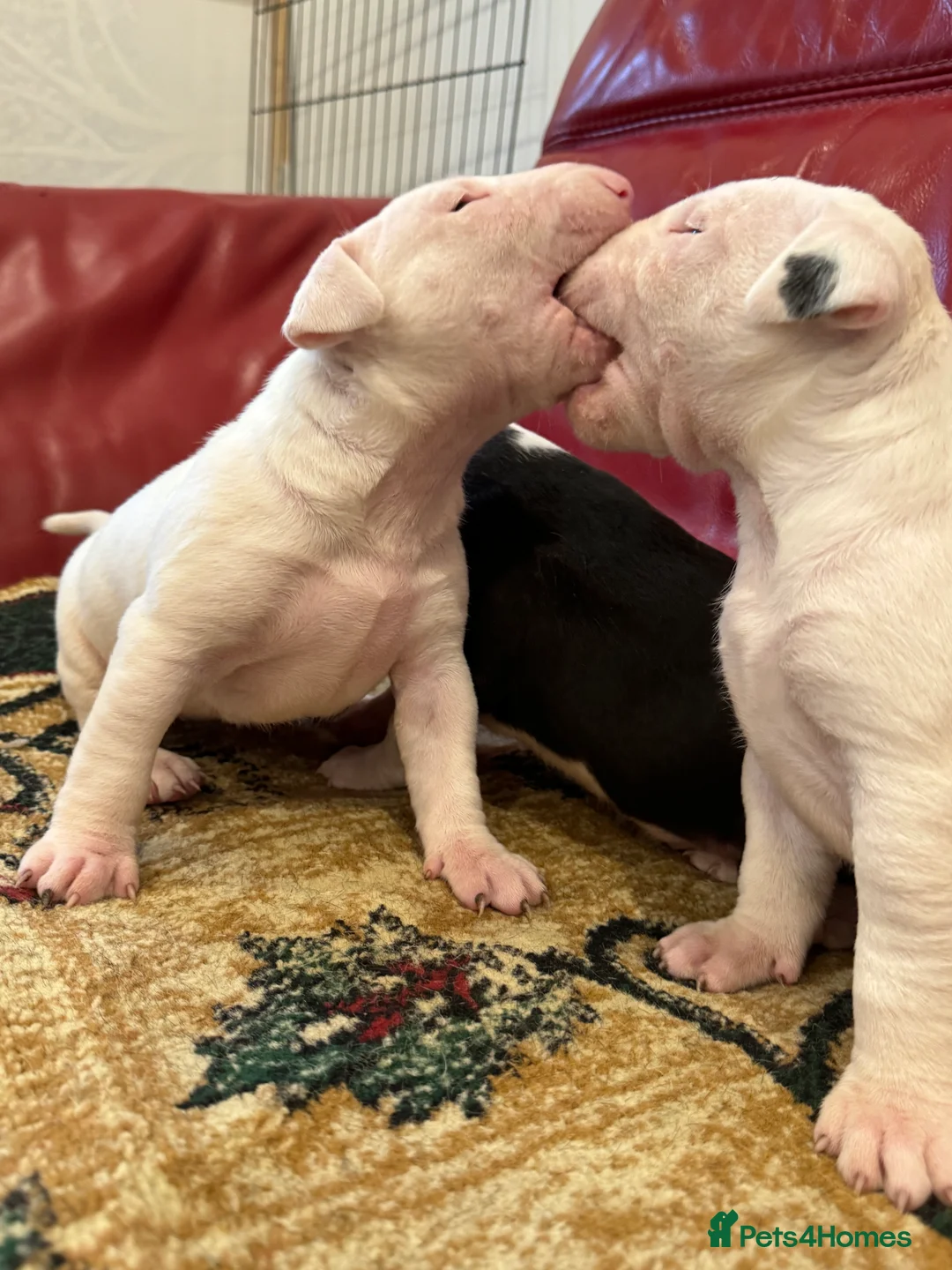 English Bull Terrier dogs for sale: Female English Bull Terrier - Advert 6