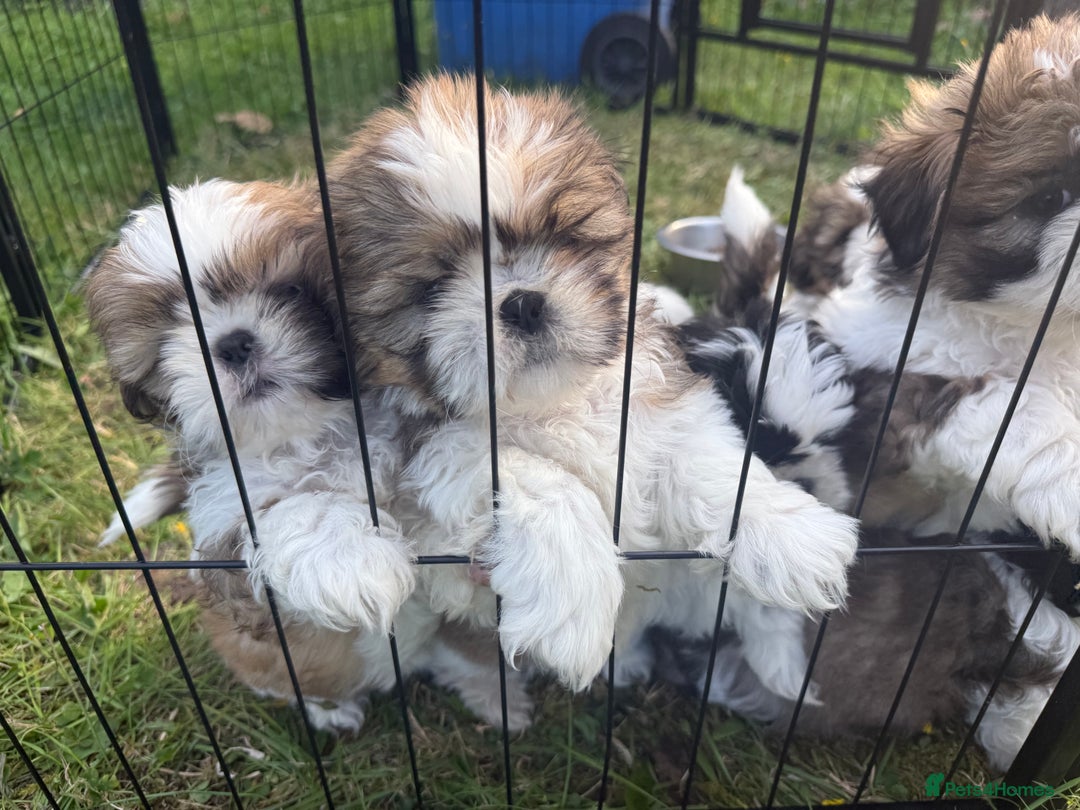 Shih Tzu dogs for sale: Shih Tzu Puppies - Image 2