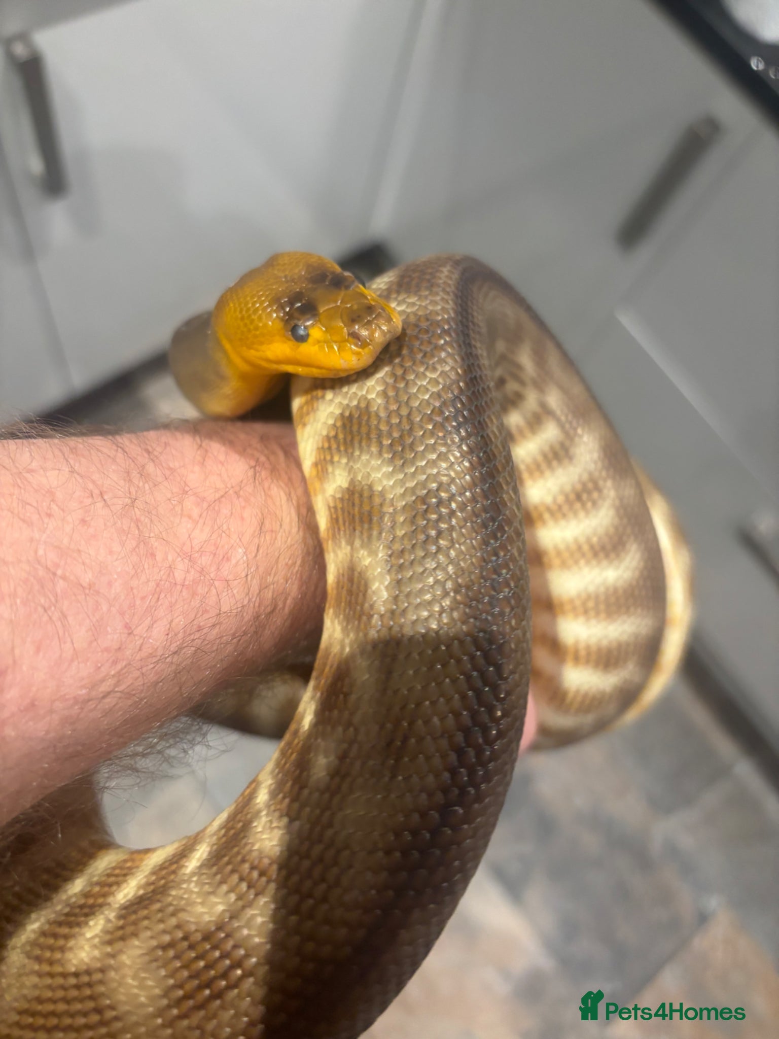 Python Snake reptiles for sale: Woma Pythons - Proven Pair in Blackburn - Advert 6