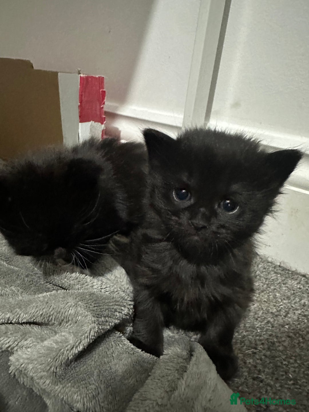 Siberian cats for sale: 5 Siberian Kittens & Mother Cat Available - Advert 3