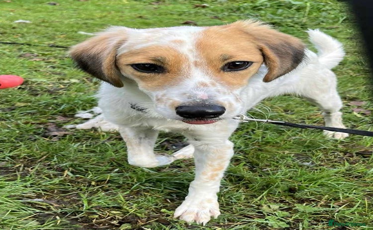 Mixed Breed dogs Georgie needs a loving home  - Advert 2