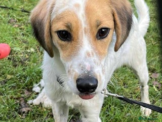 Mixed Breed dogs Georgie needs a loving home - Advert 18