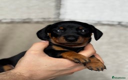 Miniature Dachshund dogs for sale: 🐶🖤STUNNING KC MINIATURE DACHSHUND PUPPIES🖤🐶 - Image 3