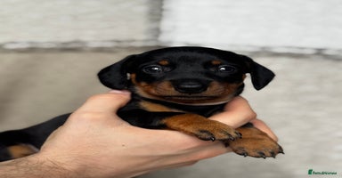 Miniature Dachshund dogs - Advert 12