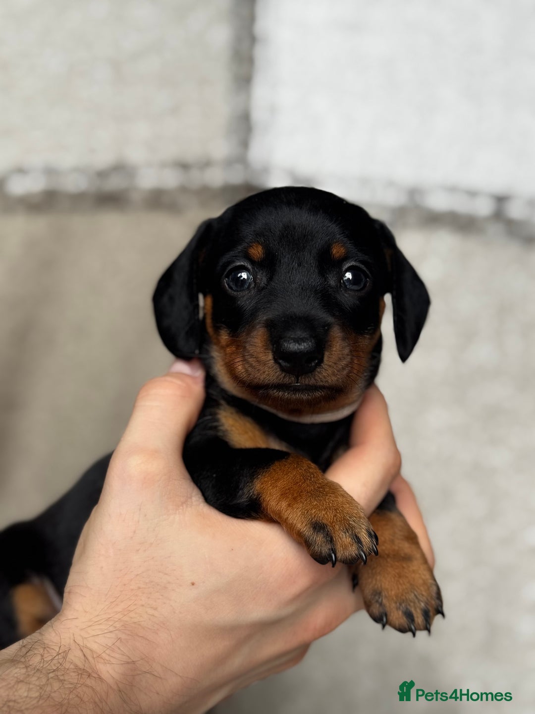 Miniature Dachshund dogs for sale: 🐶🖤STUNNING KC MINIATURE DACHSHUND PUPPIES🖤🐶 - Image 3