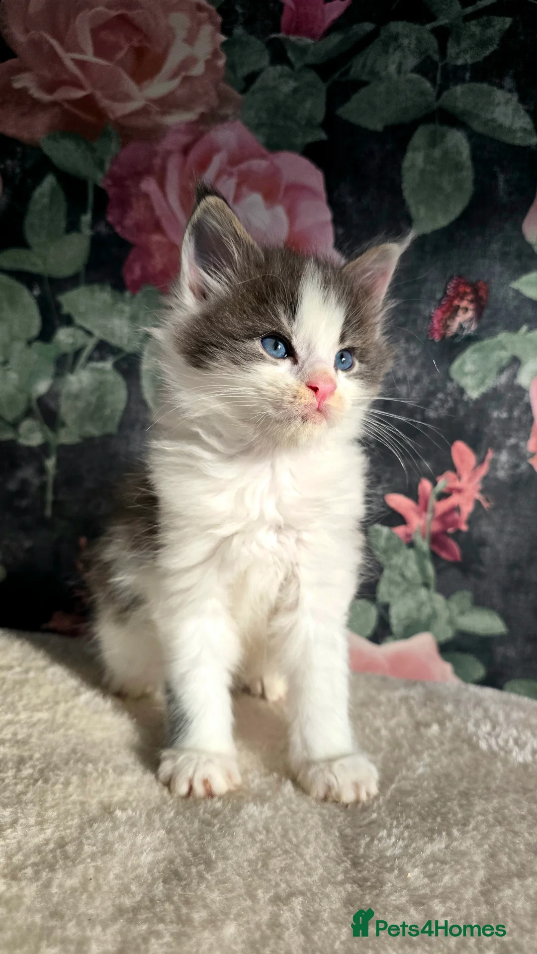 Maine Coon cats for sale: Stunning Maine coons  - Advert 15