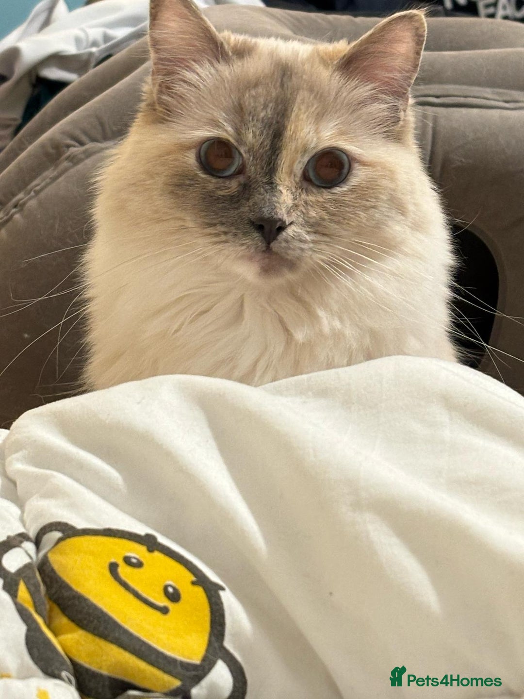 Ragdoll cats for sale: Beautiful ragdoll looking to rehome - Image 4