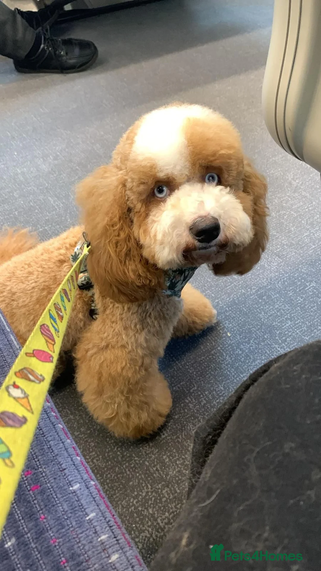 Poodle dogs for stud: Merle black & silver poodle for stud only .  in Lincoln - Advert 24