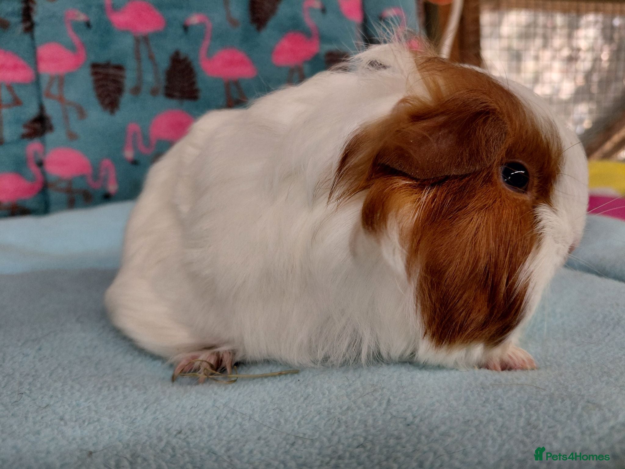 Guinea Pig rodents Baby Longhaired/Teddy Boars/Brothers RTR - Advert 19