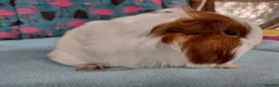 Guinea Pig rodents for sale: Baby Longhaired/Teddy Boars/Brothers RTR - Advert 7