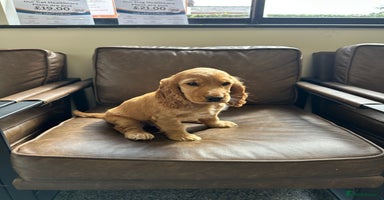 Cocker Spaniel dogs in Cheltenham - Advert 11