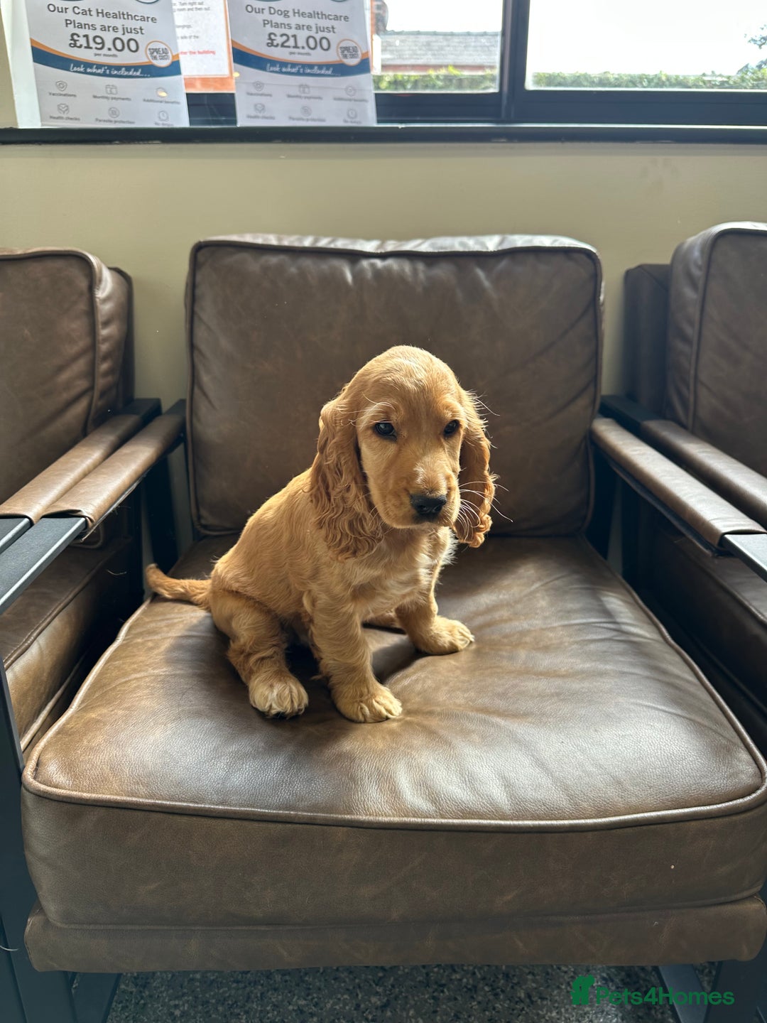 Cocker Spaniel dogs for sale: READY! ONE & ONLY! Adorable Female Cocker Puppy in Cheltenham - Image 3