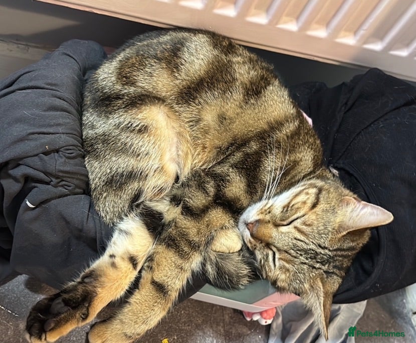 Mixed Breed cats Bengal x kitten  - Advert 3