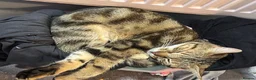 Mixed Breed cats for sale: Bengal x kitten  - Advert 1