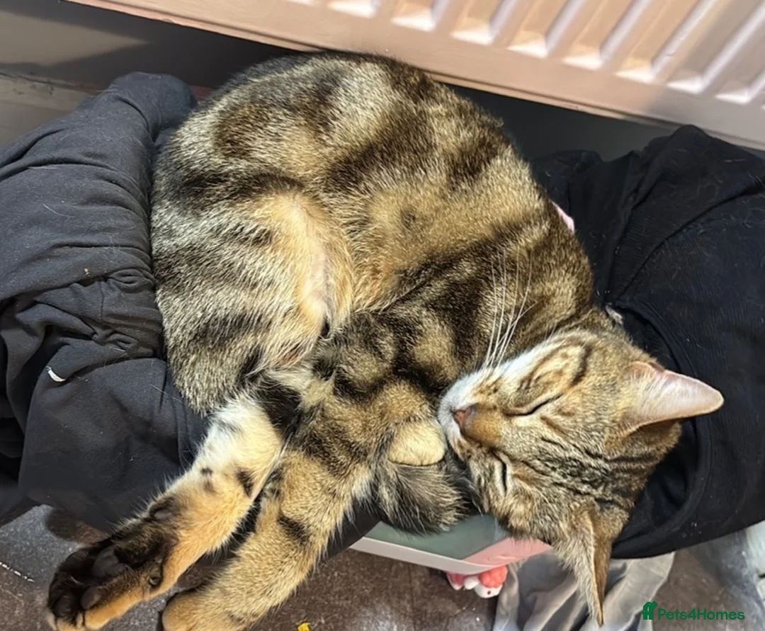 Mixed Breed cats for sale: Bengal x kitten  - Advert 1