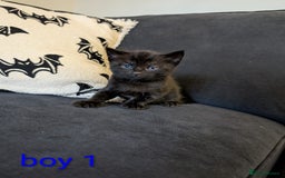 Mixed Breed cats for sale: Adorable kittens ready 12th October!! 🎃 - Image 4