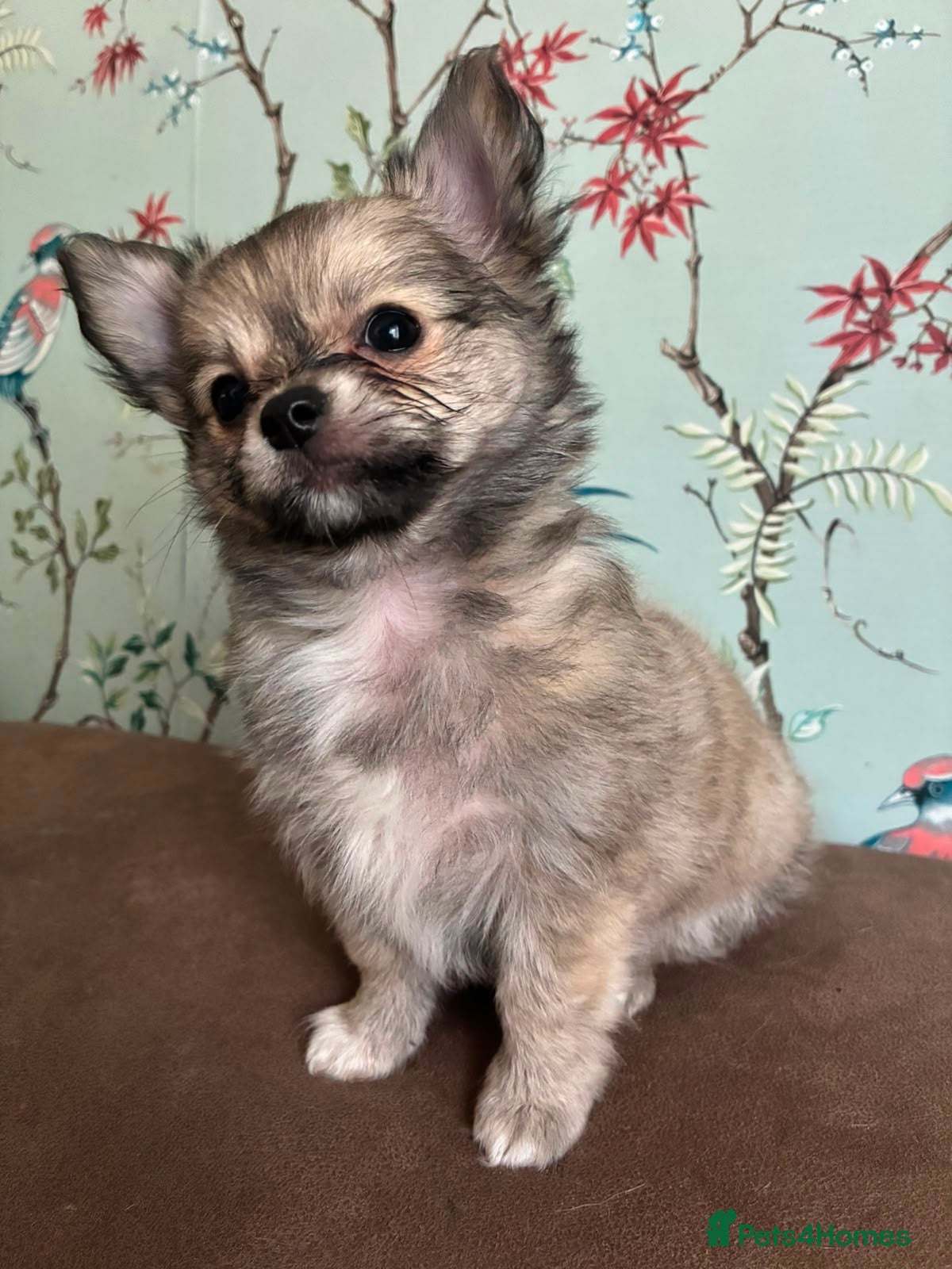 Chihuahua dogs Price drop 1 little boy left  - Advert 8