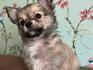 Chihuahua dogs Price drop ready tommorow 1 little boy left - Advert 1