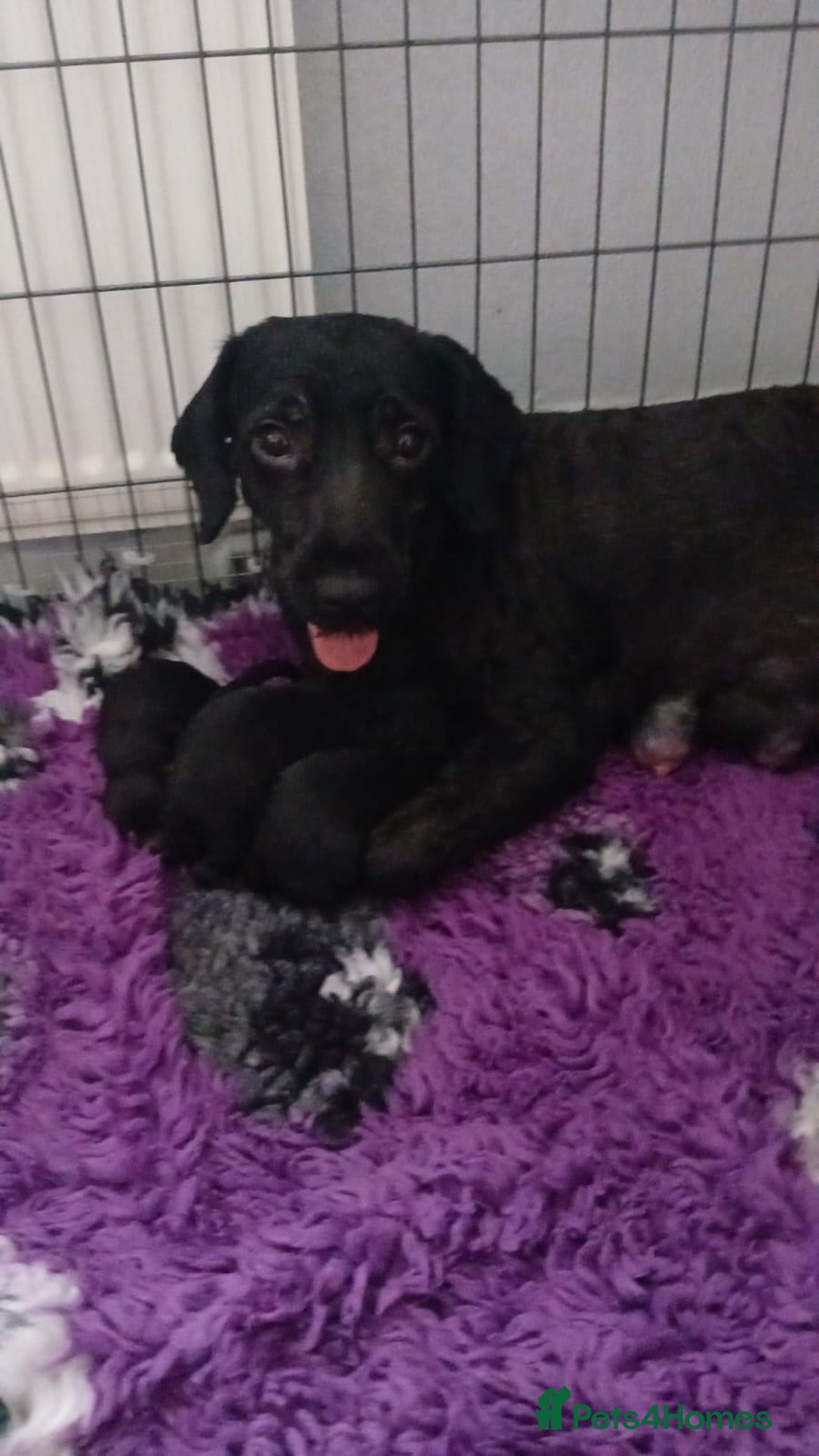 Cockapoo dogs for sale: READY NOWToy f1b cockapoo  - Image 5