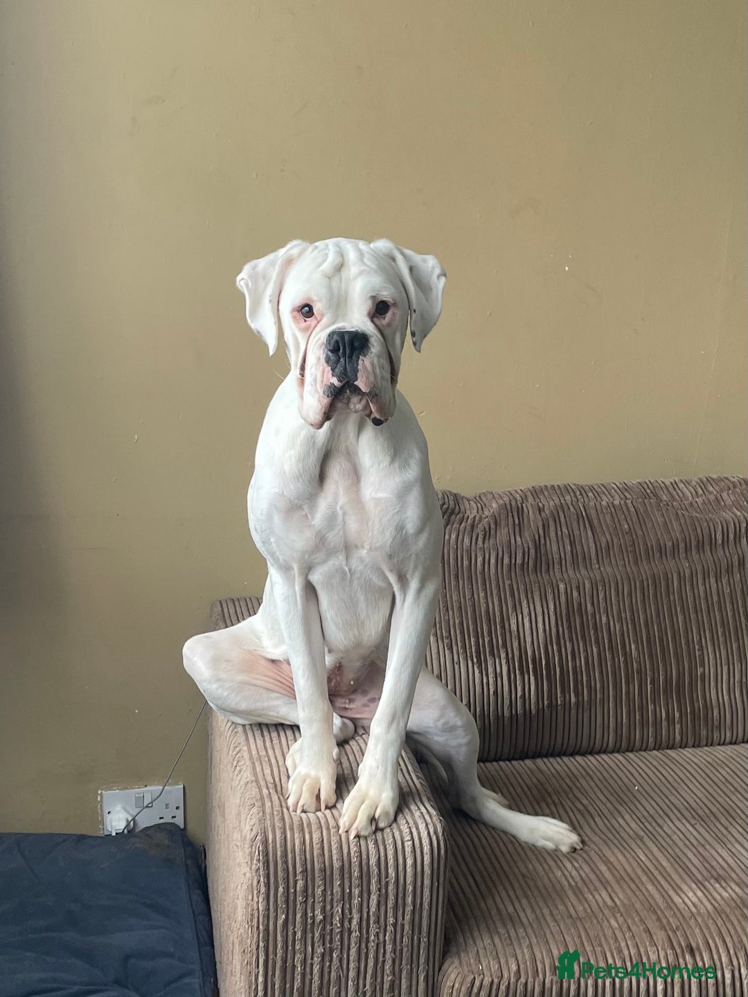 Boxer dogs for sale: Beautiful 2 year old girl boxer  - Image 4