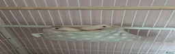 Rat rodents for sale: 2 friendly girl rats - Advert 2