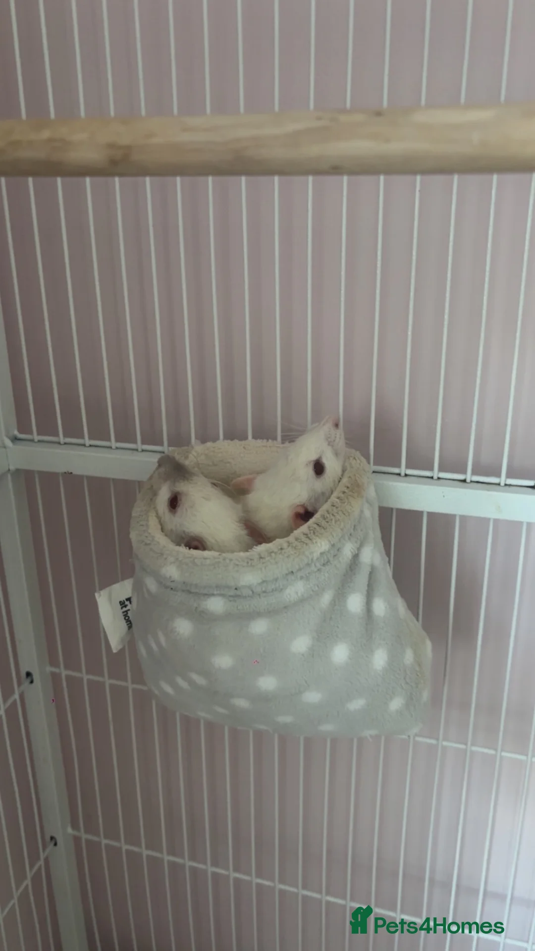 Rat rodents for sale: 2 friendly girl rats - Advert 2
