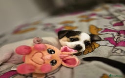 Mixed Breed dogs for sale: Jack chi puppy - Advert 5