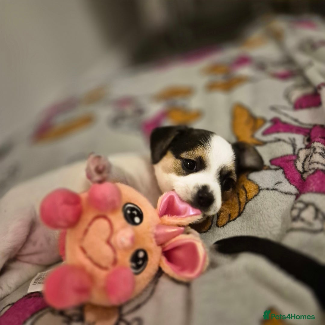 Mixed Breed dogs for sale: Jack chi puppy - Advert 5