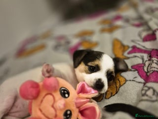 Mixed Breed dogs Jack chi puppy ready now - Advert 14