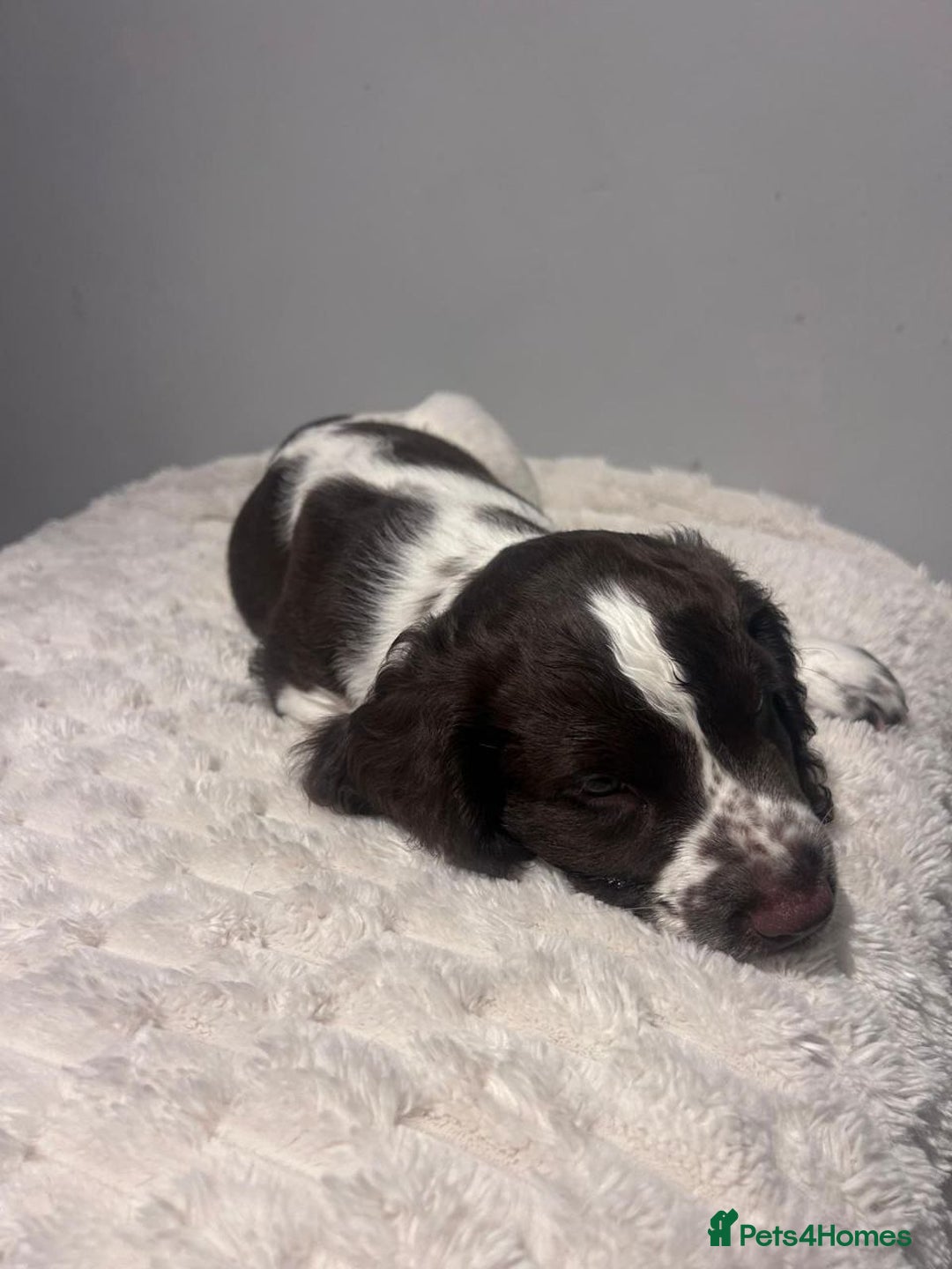 Sprocker dogs for sale: Sprocker puppies for sale - Advert 12