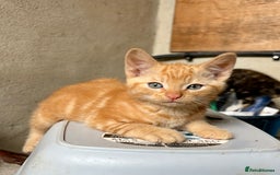 Mixed Breed cats for sale: 4 farm kittens for sale  - Image 5