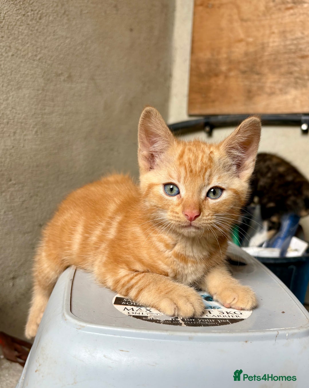 Mixed Breed cats for sale: 4 farm kittens for sale  - Image 5