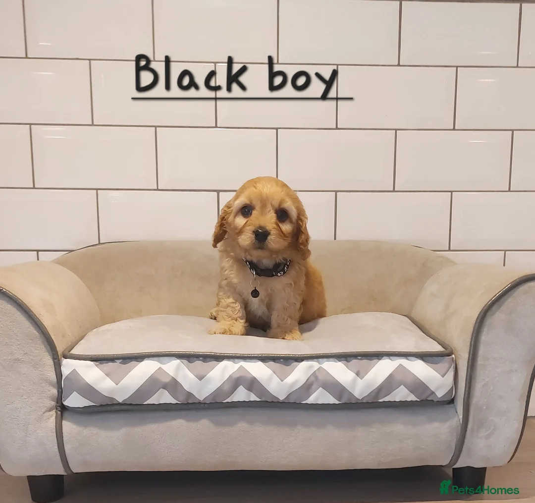 Cavachon dogs for sale: F1 Cavachon puppies - Advert 7