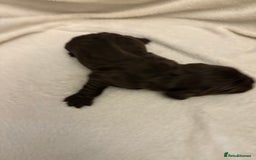 Cocker Spaniel dogs for sale: Cocker Spaniel Pups Seeking Forever Homes!💖 - Image 33